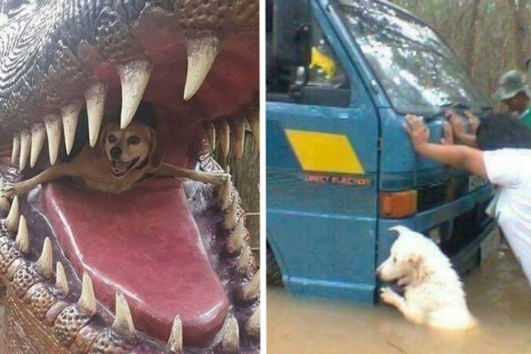 cão feliz capa