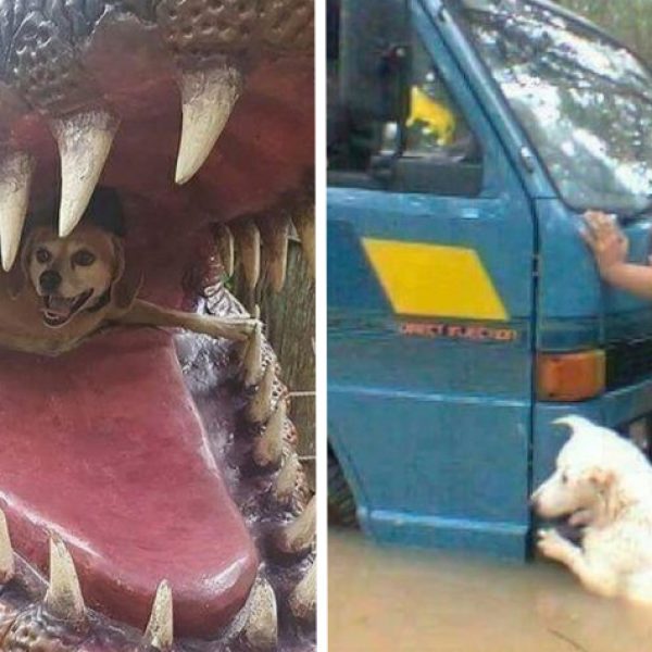 cão feliz capa