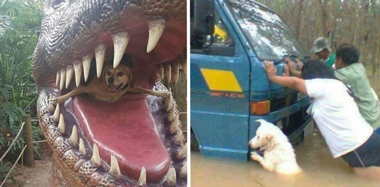 cão feliz capa