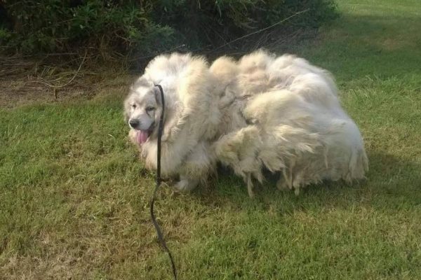 cão liberto capa