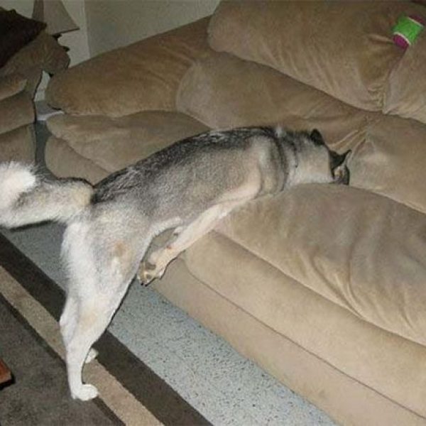 cão malando 01