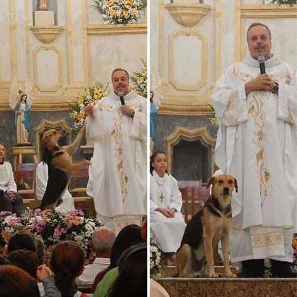 cão na igeja 02