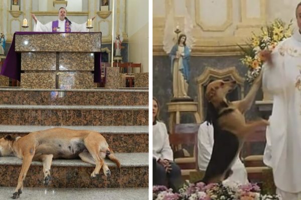 cão na igreja capa