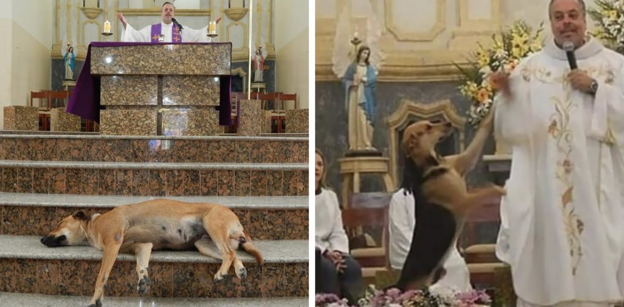 cão na igreja capa