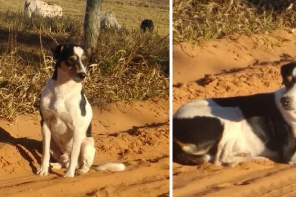 cão parado capa