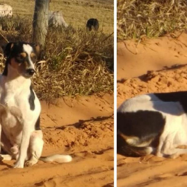 cão parado capa