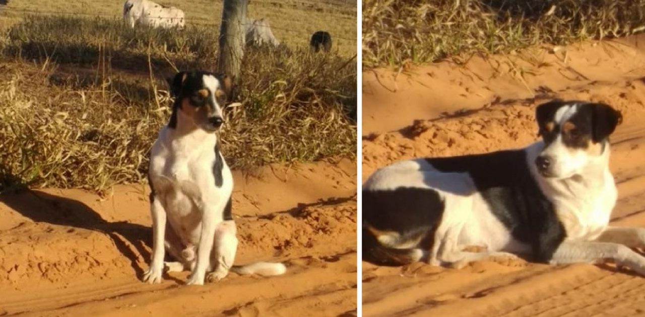 cão parado capa