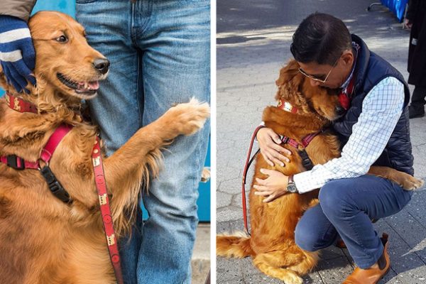 cão que abraça capa