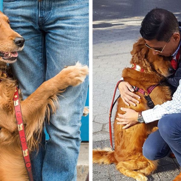 cão que abraça capa