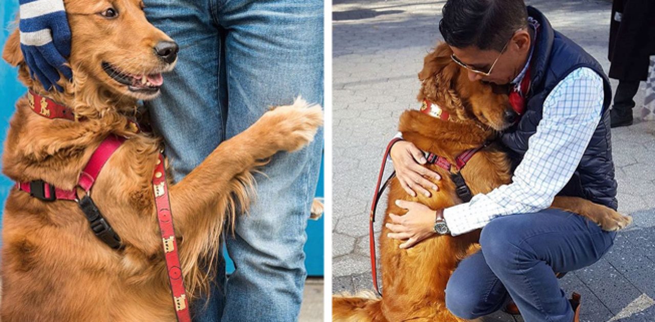 cão que abraça capa