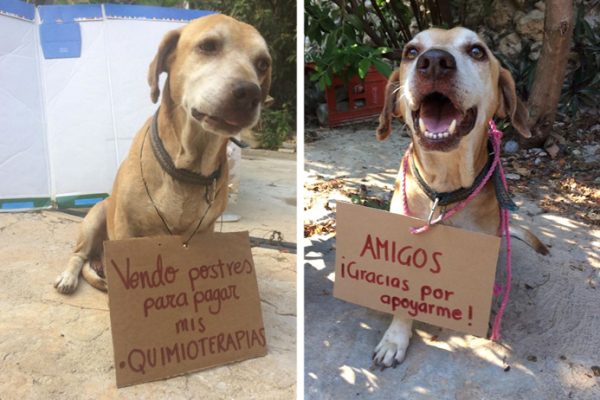 cão quimioterapia capa