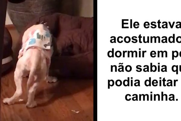 cão resgatado capa