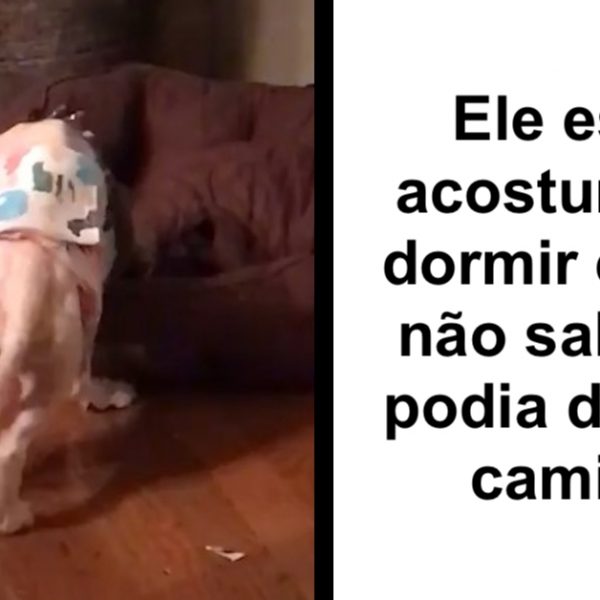 cão resgatado capa