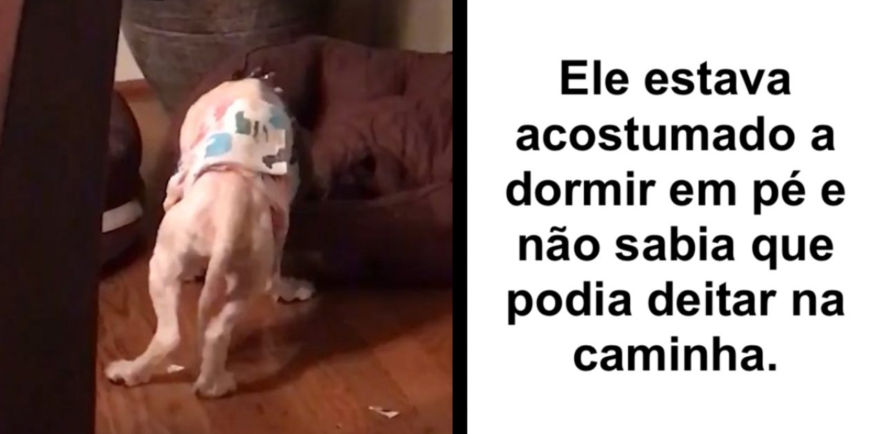 cão resgatado capa