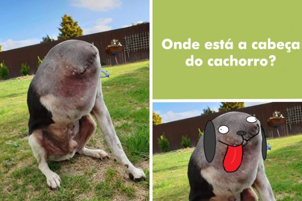 cão sem cabeça capa