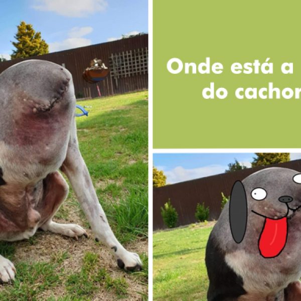 cão sem cabeça capa