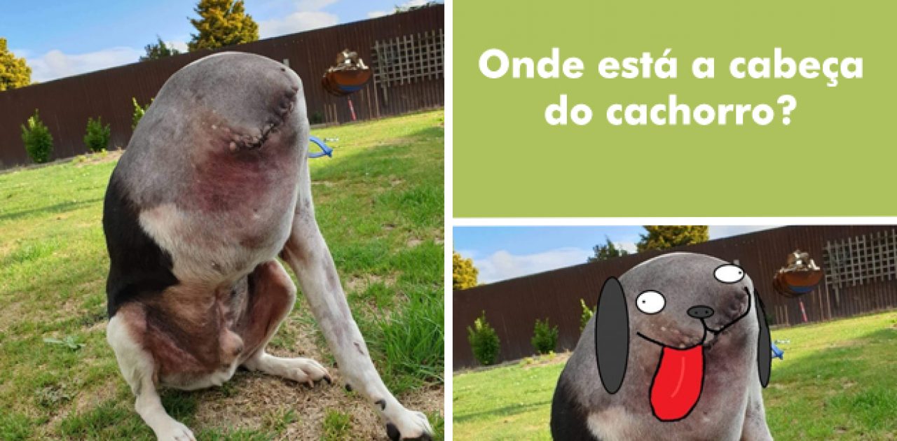 cão sem cabeça capa