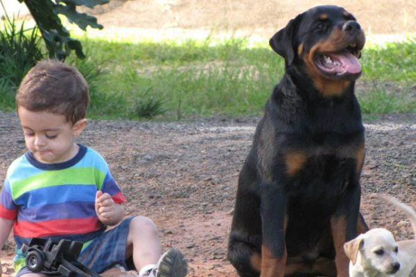 cão salva criança capa