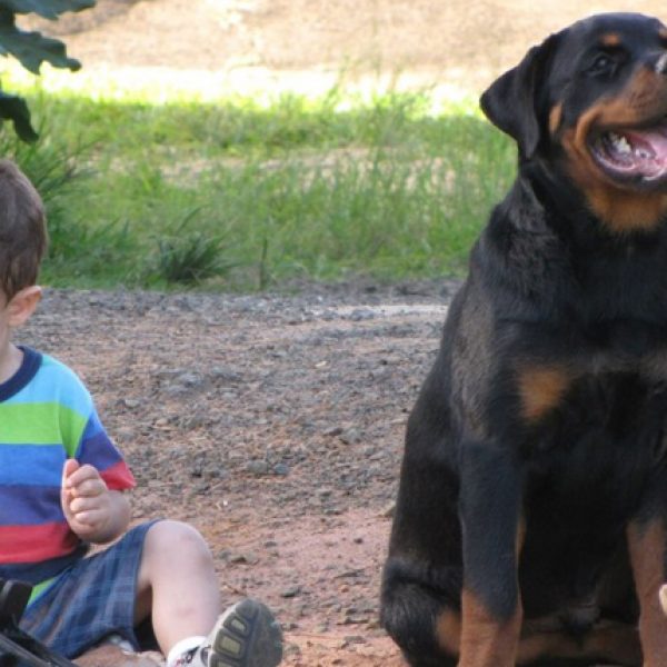 cão salva criança capa