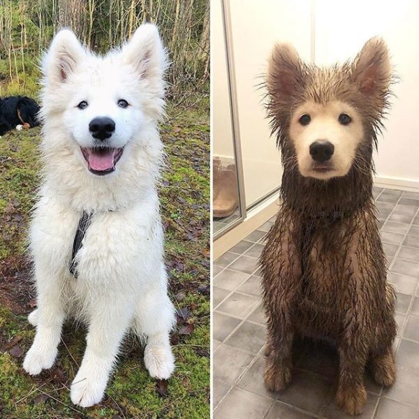 cão sozinho 06