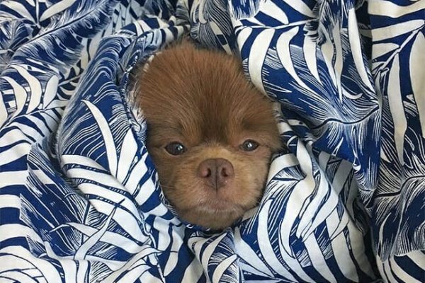 cãozinho abandonado capa