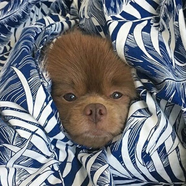 cãozinho abandonado capa