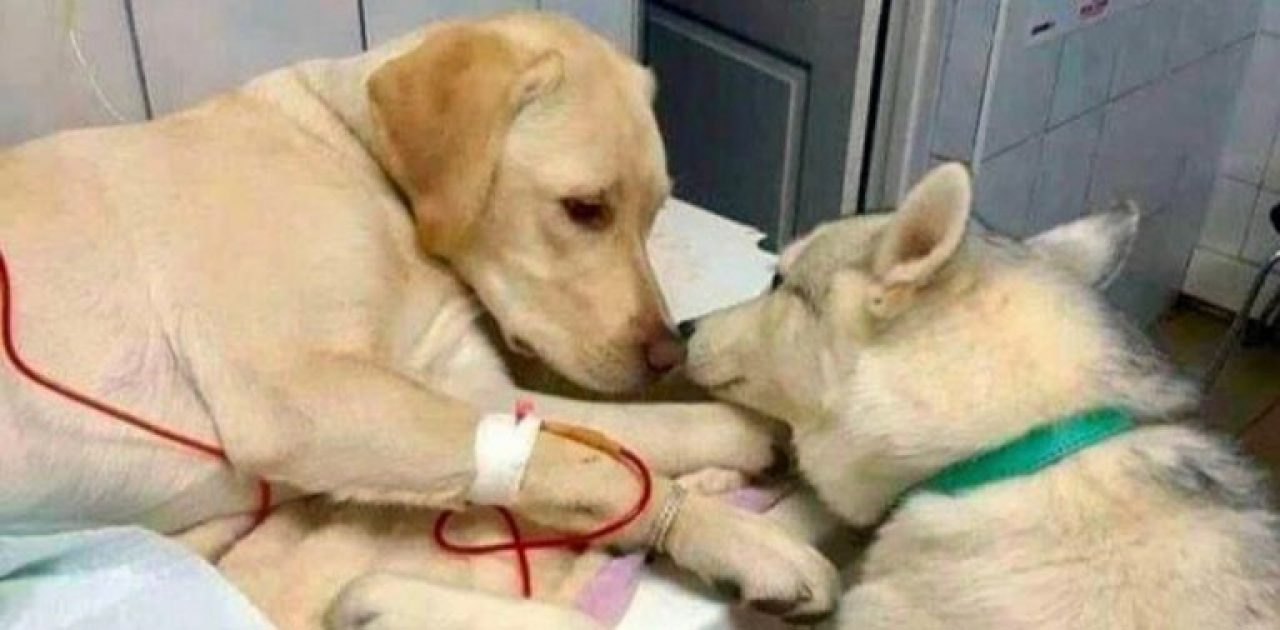cãozinho doente 01