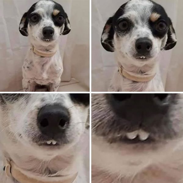 dentes de cachorros 01