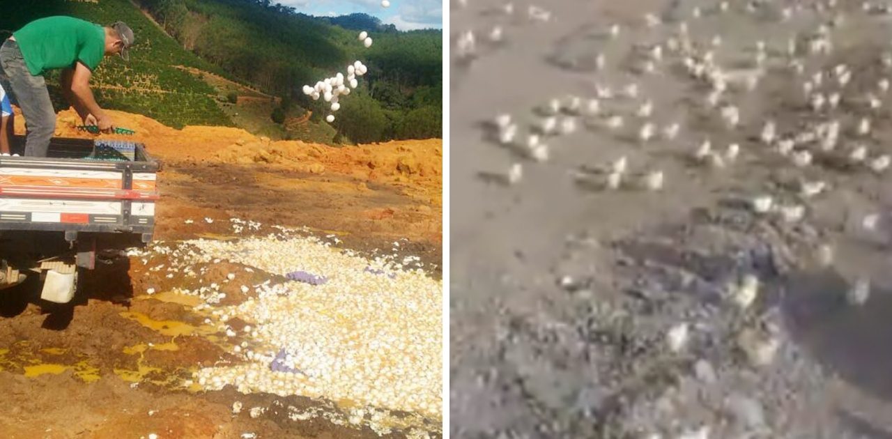 Aterro amanhece invadido por milhares de pintinhos após o descarte de ovos estragados