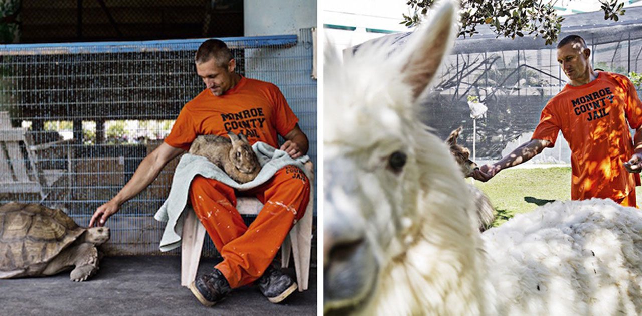 detentos e animais capa