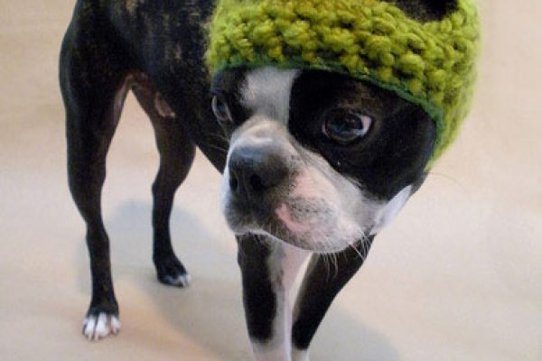 dog_hat_glasses_1