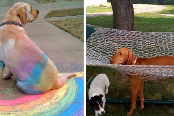 dogs-who-made-poor-life-choices-fb1