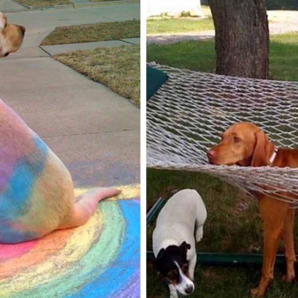 dogs-who-made-poor-life-choices-fb1