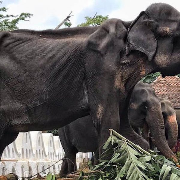 elefante capa