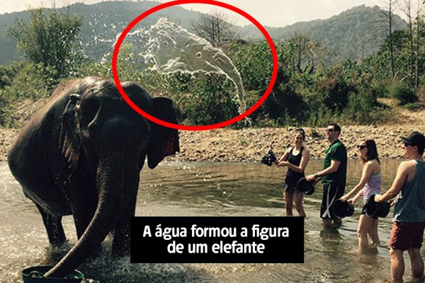 elefante1