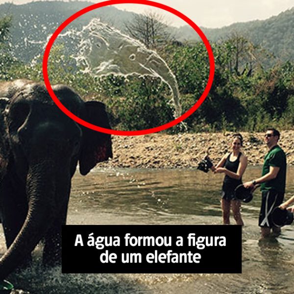 elefante1