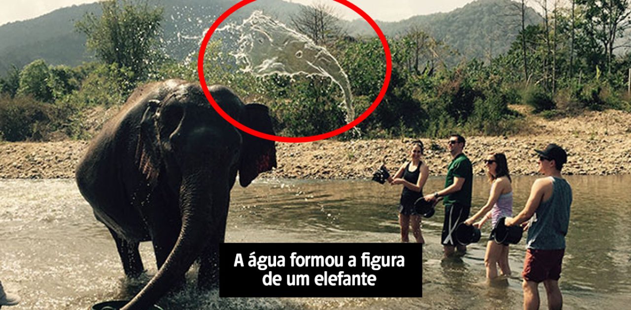 elefante1