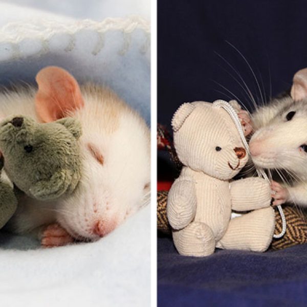 ensaio com ratos capa