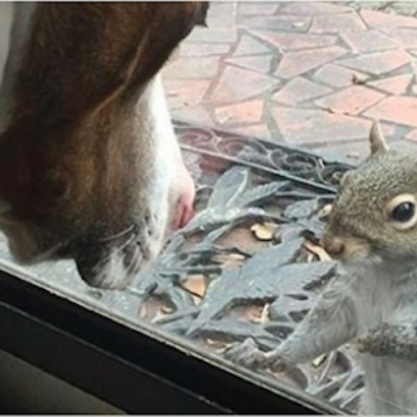 esquilo na janela capa