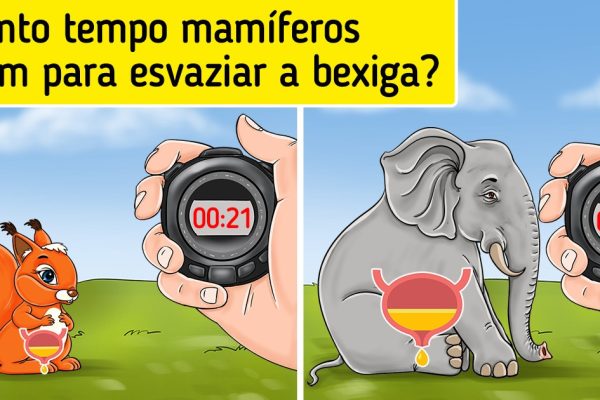 fatos curiosos capa