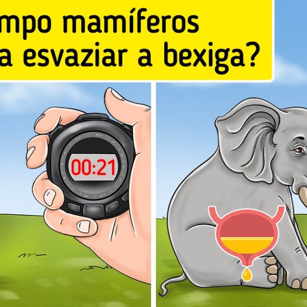 fatos curiosos capa