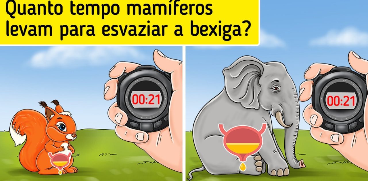 fatos curiosos capa
