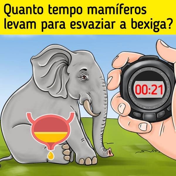 fatos curiosos mobile