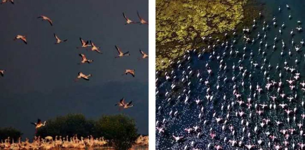 flamingos voando capa
