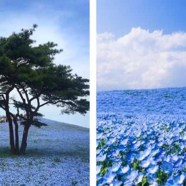 flores azuis capa