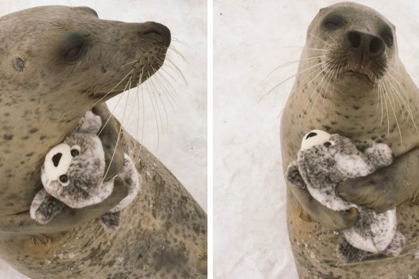 foca de pelúcia capa