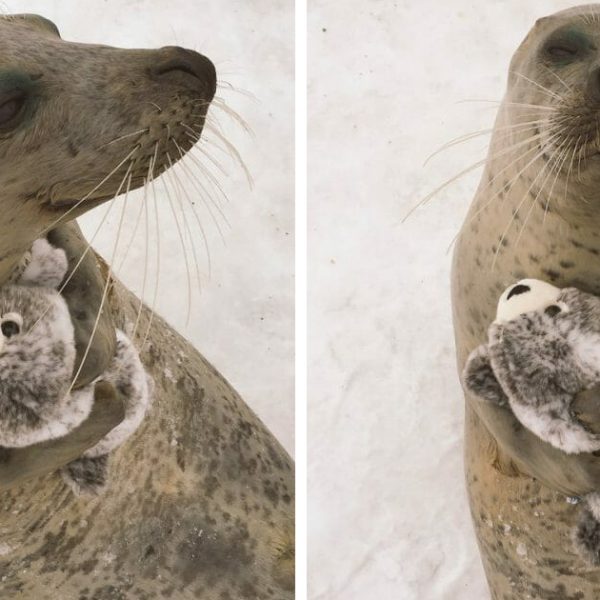 foca de pelúcia capa