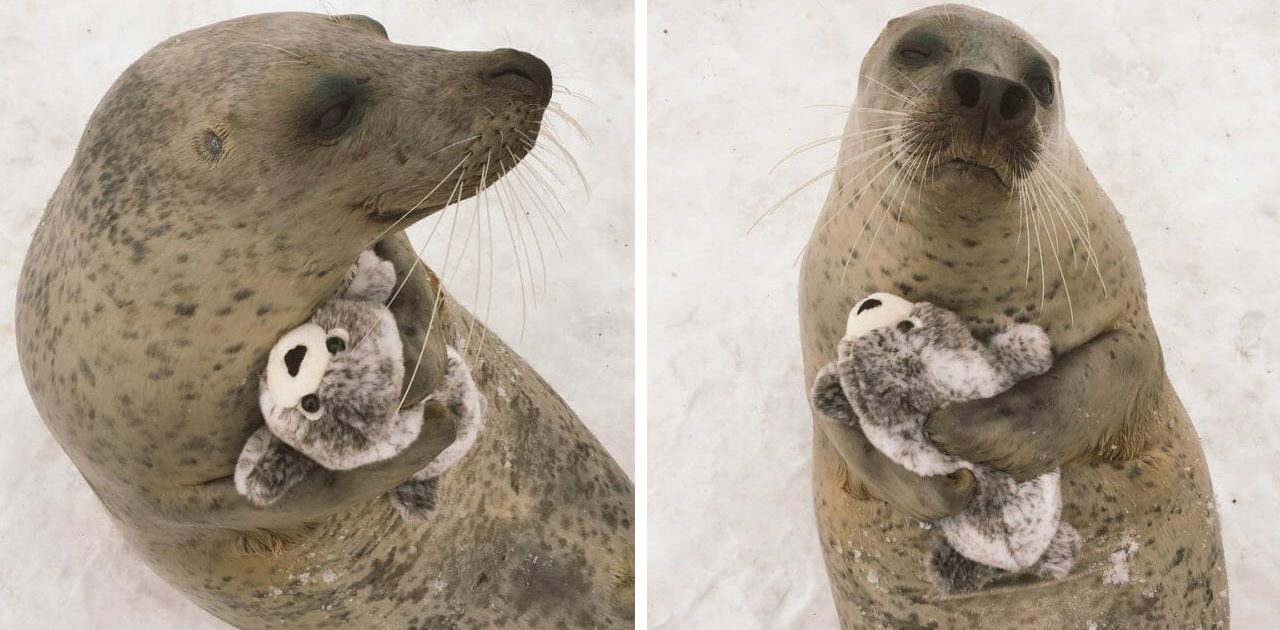 foca de pelúcia capa