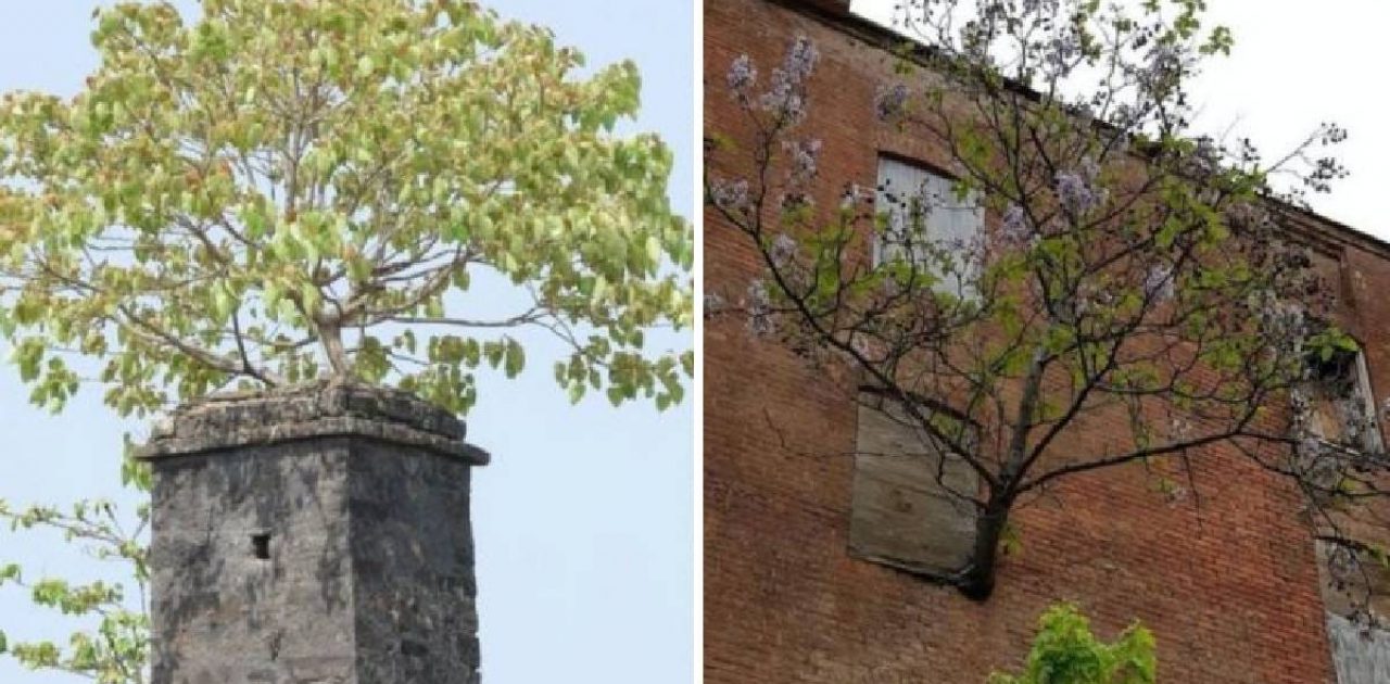 força da natureza capa