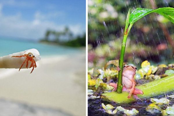 fotos de animais capa